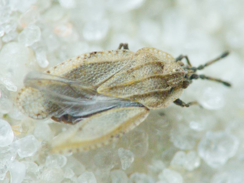 Tingis (Tingis) grisea Germar, 1835